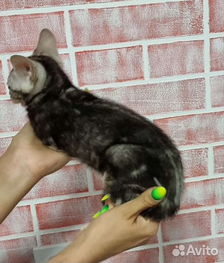 Любимые питомцы