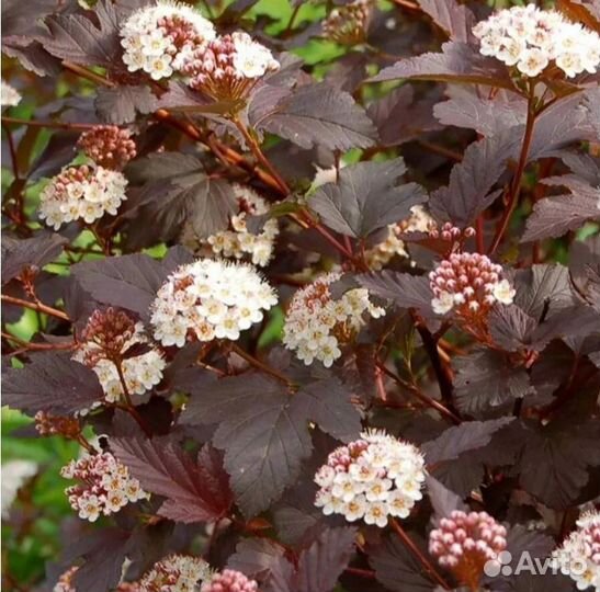 Пузыреплодник Diablo