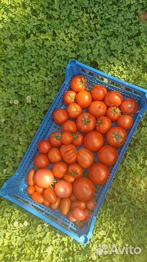 Помидоры домашние