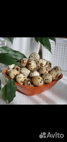 Яйца перепелиные домашние