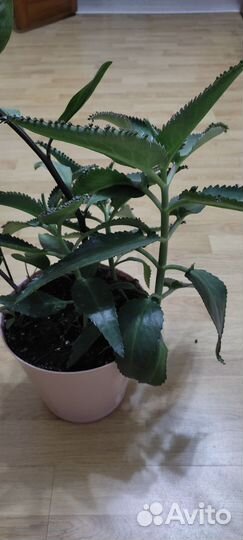 Каланхоэ, разумный Торг