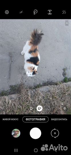 Котенок