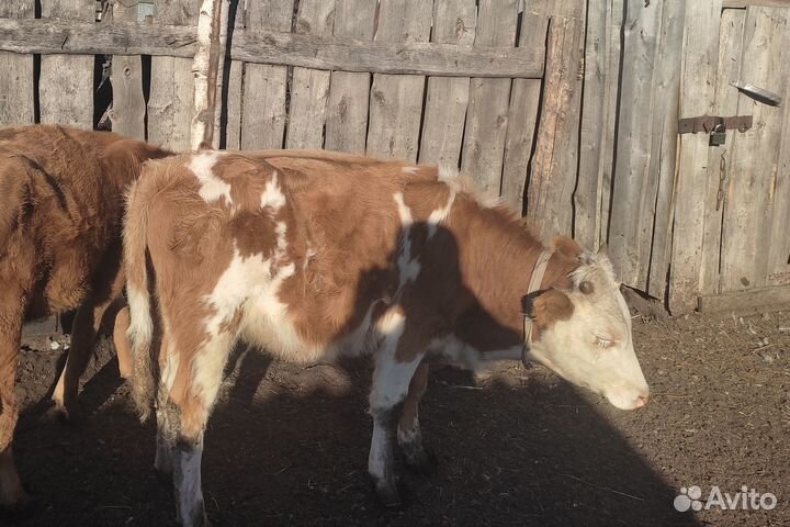 Бычки телята