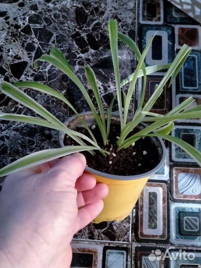 Комнатные цветы