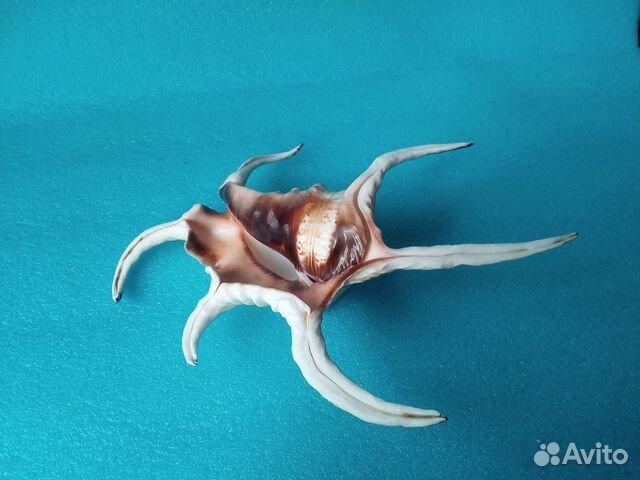 Ракушка Lambis chiragra Шри-Ланка 245 мм