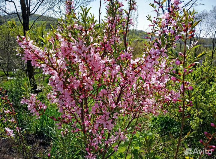 Миндаль саженцы
