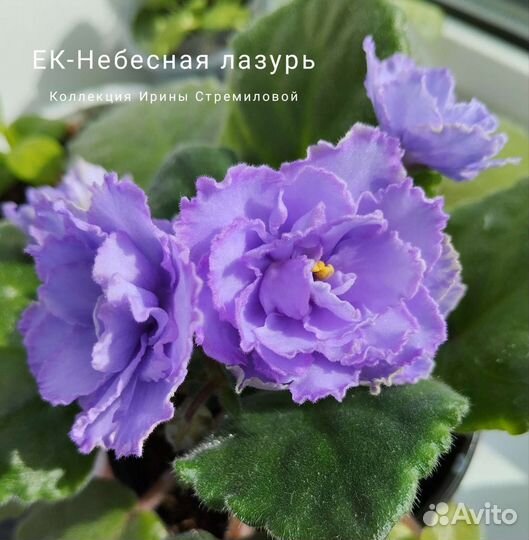 Фиалки (сенполии)