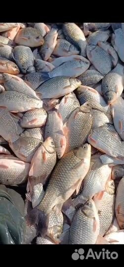 Карась свежий