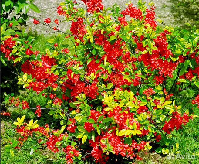 Отростки айвы китайской