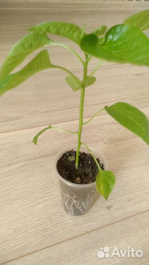 Перец острый