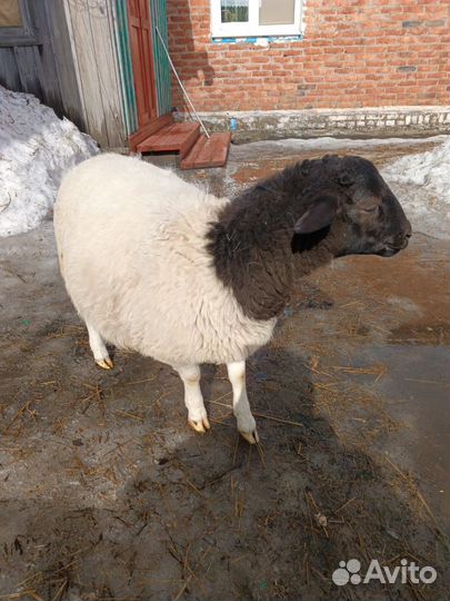 Баран Дорпер