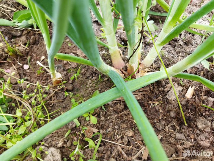 Лук шалот семейный сортовой