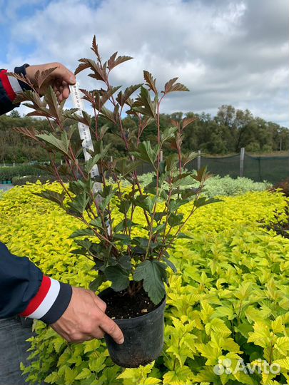 Пузыреплодник, дерен белый, спиреи, кизильник