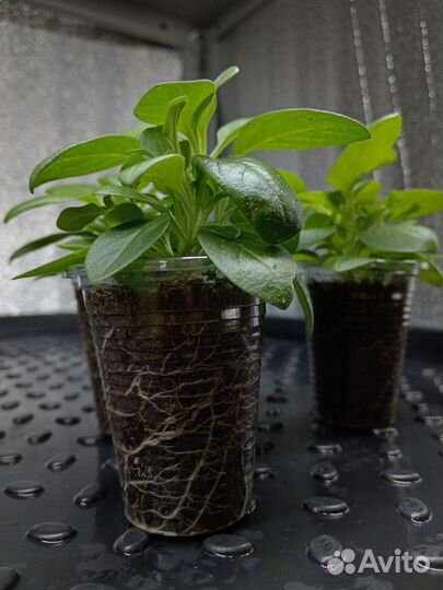 Петуния Blankеt White