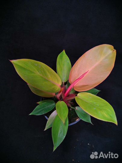 Филодендрон принц оранж 12/20-25