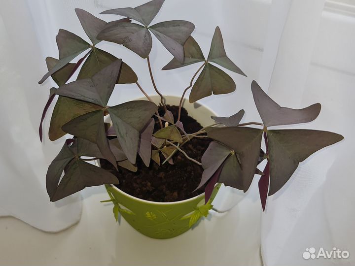 Кислица оксалис