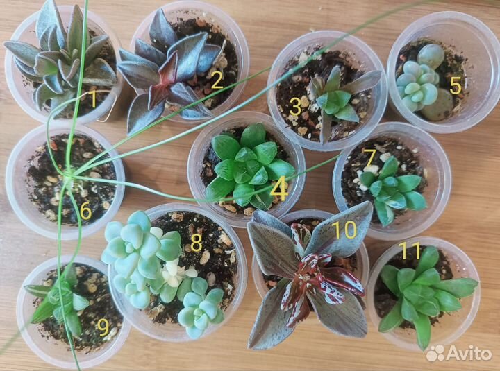 Суккуленты, сансевиерия систер твистер