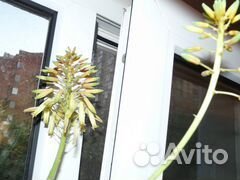 Алоэ цветущий