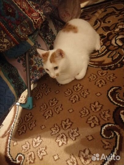 Кошке нужен дом