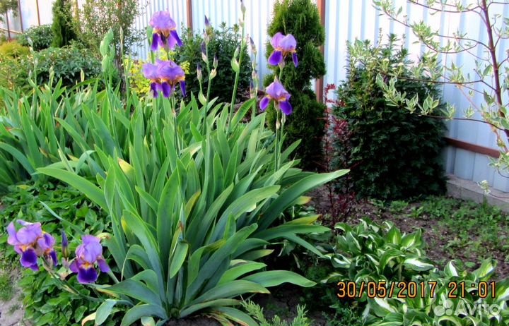 Ирисы бородатые разных сортов