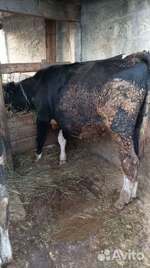 Продам Бычков и телята