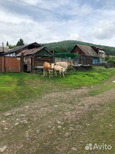 Домашний скот