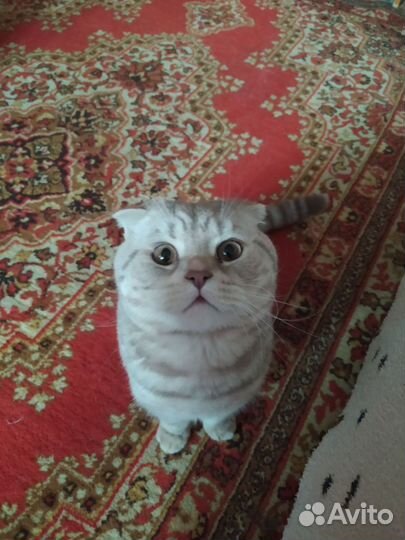 Шотландский вислоухий кот