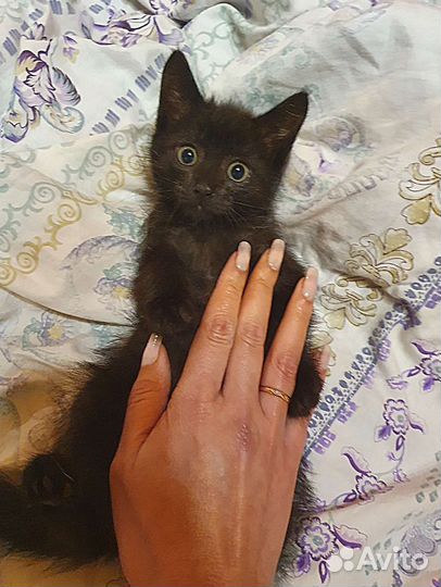 Котёнку некуда пойти