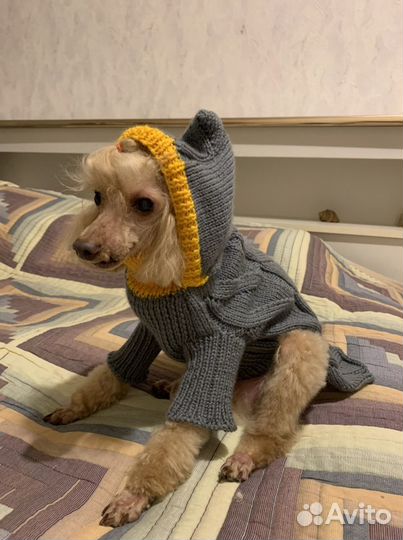 Одежда для собак мелких пород