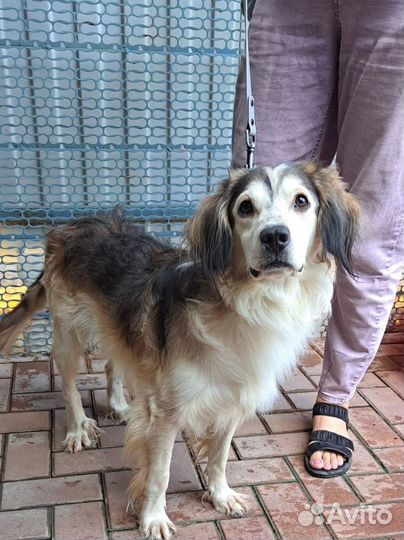 Добрая собака 2 года