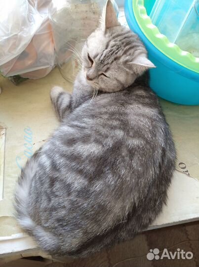 Кот мраморного окраса кастрированный