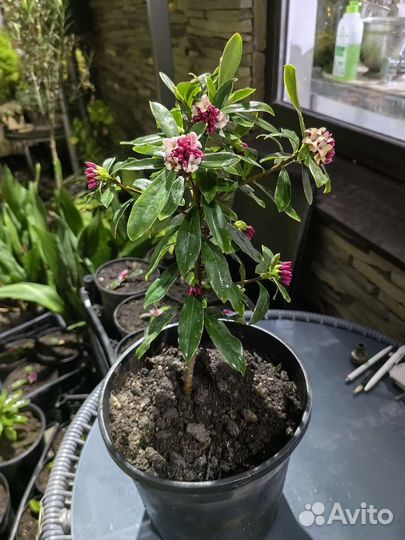 Дафна вареигатная