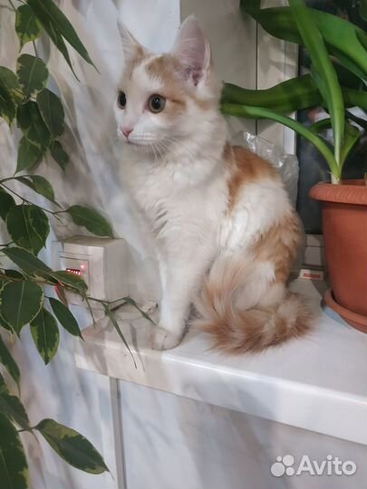 Молодая кошечка