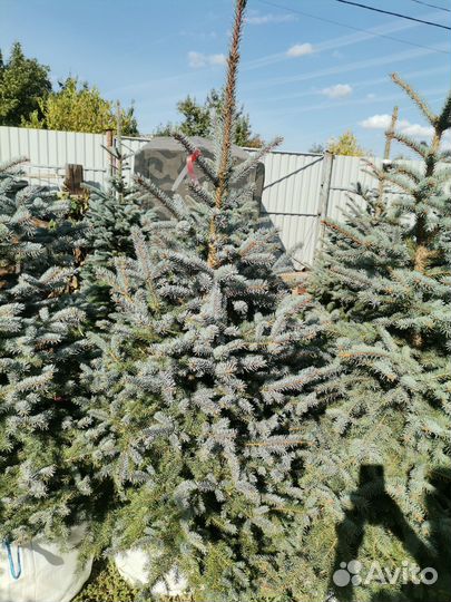 Ель голубая Супер Блю Сидлинг (сбс)