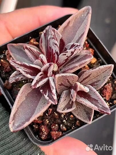 Хойя kerry вариегатная, суккуленты