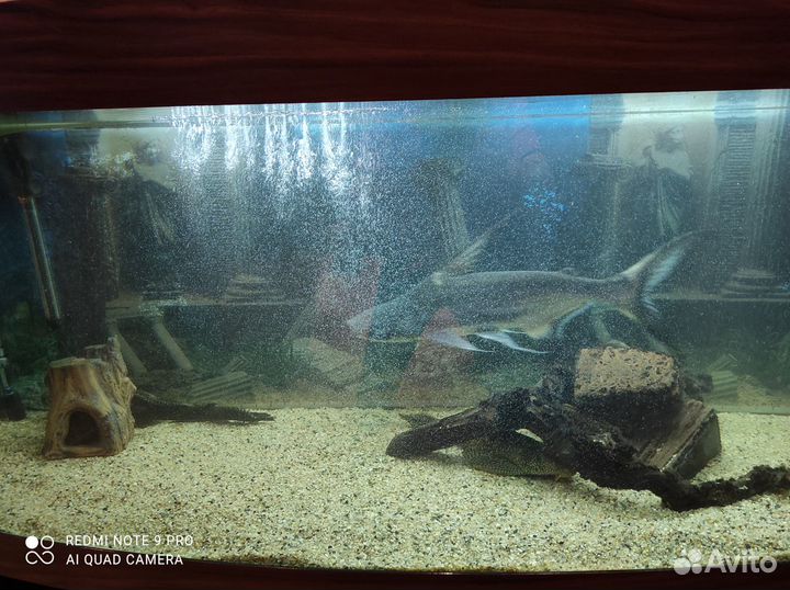 Обслуживание аквариума