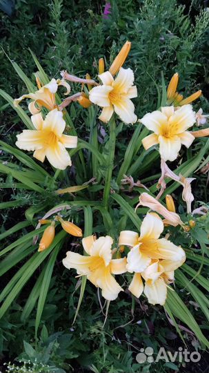 Садовые цветы