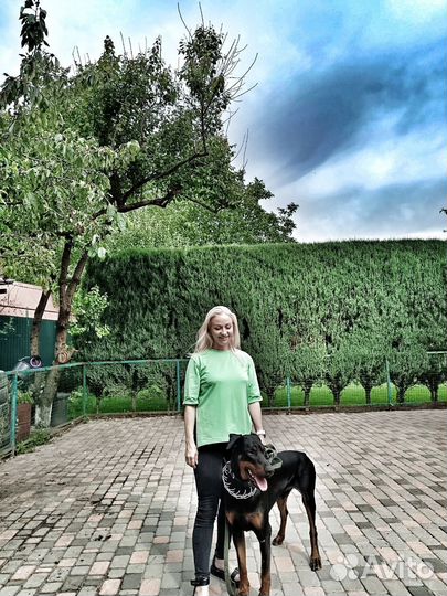 Доберман вязка