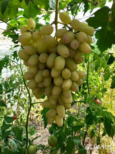 Саженцы винограда