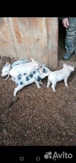 Поросята ландрас+большая белая