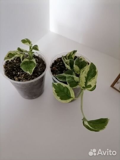 Комнатные цветы