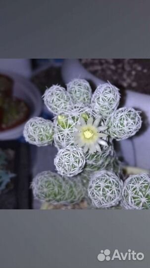 Lobivia, Mammillaria, Echinopsis, Dolichothele