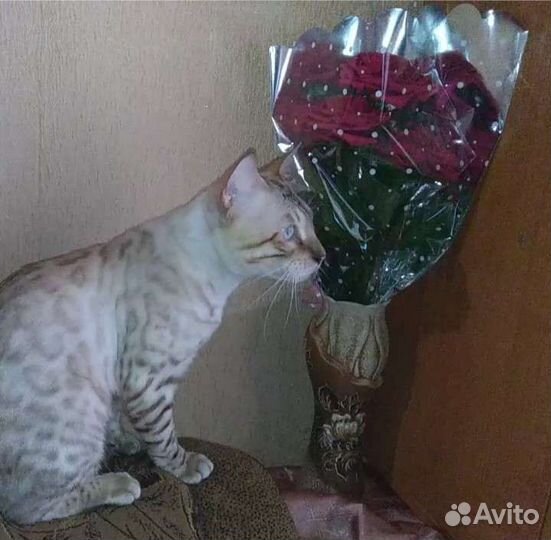 Вязка бенгал