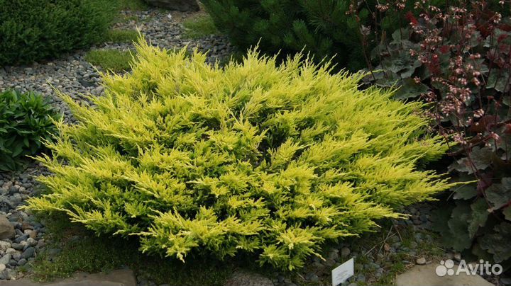 Можжевельник 