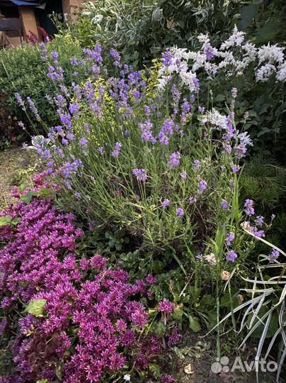 Очиток ложный