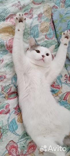 Котик ищет дом