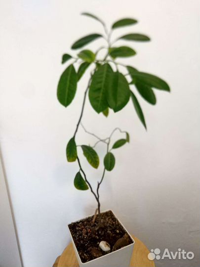 Лимонное дерево