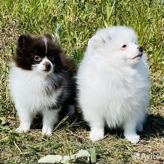 Щенки шпица