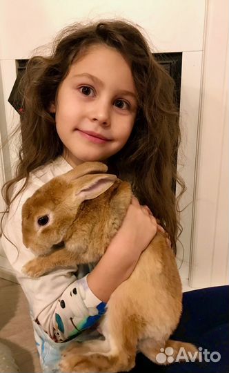 Декоративные кролики