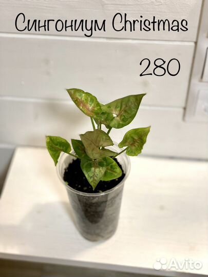 Сингониум и калатея нетворк